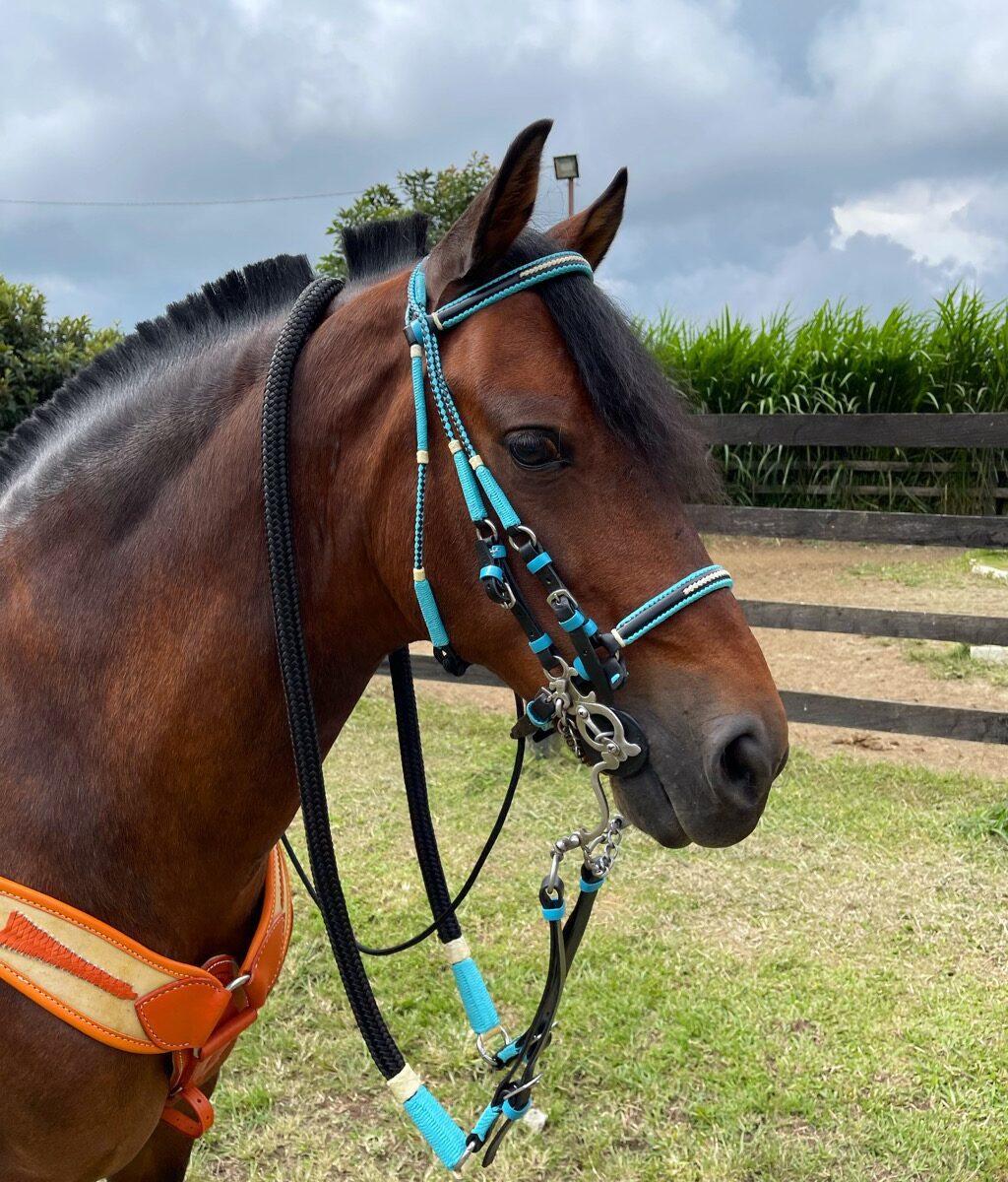 Jaquima Estilo Timbiano