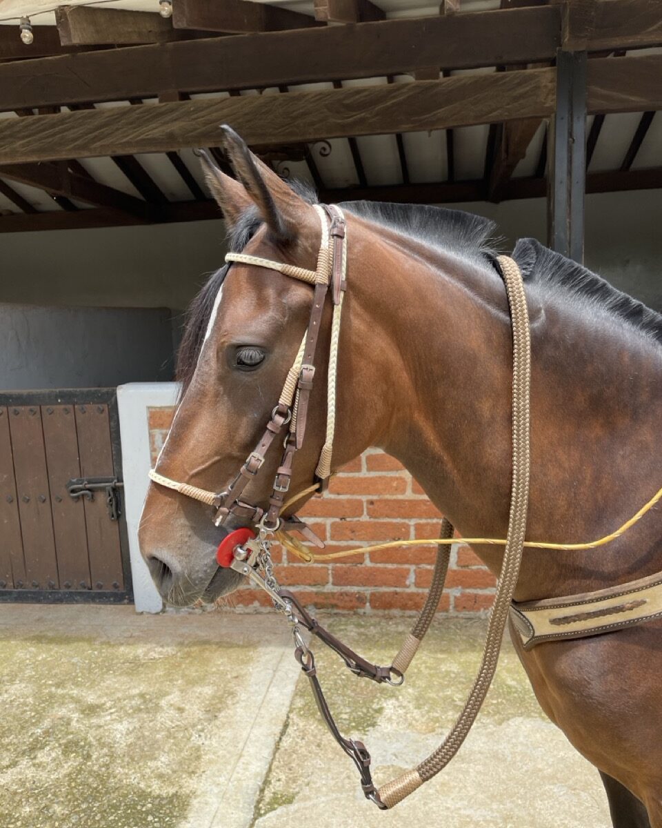 Jaquima Trineja Envejecido