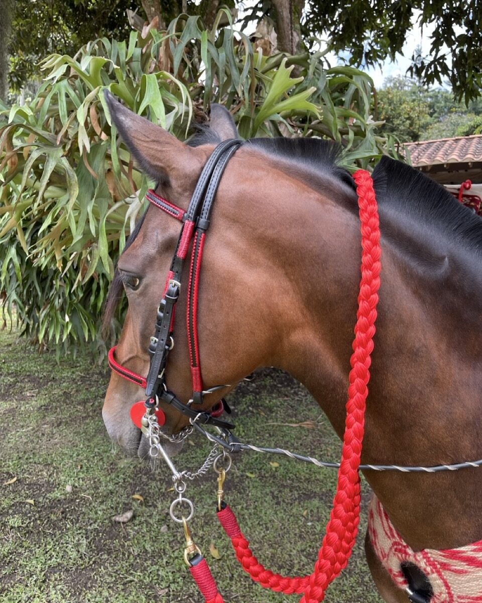 Jaquima Tejido Lomillo