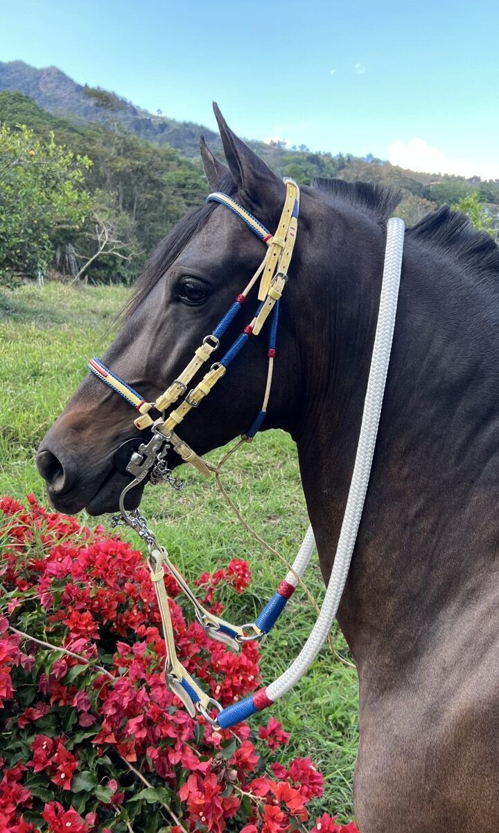 Jaquima Estilo Timbiano