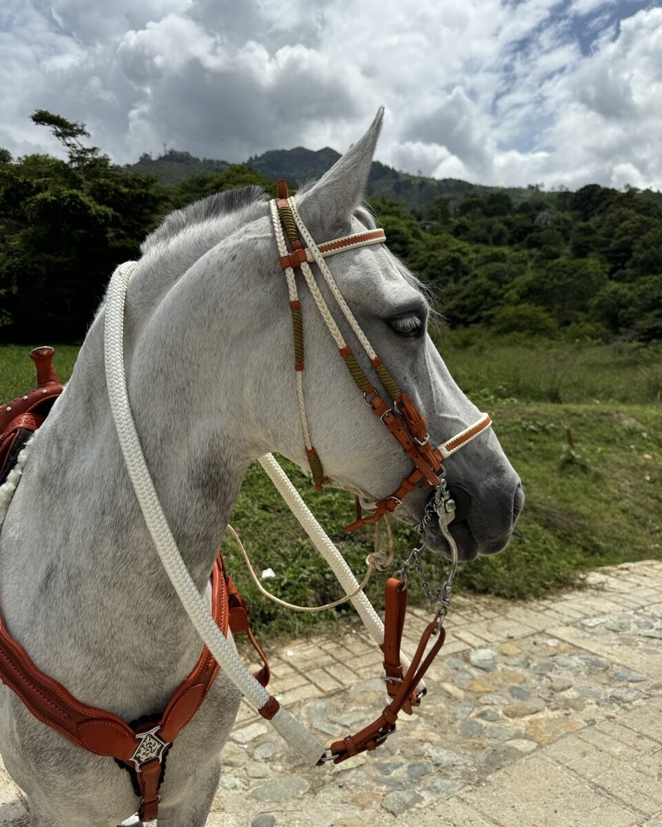 Jaquima Tejido Trineja