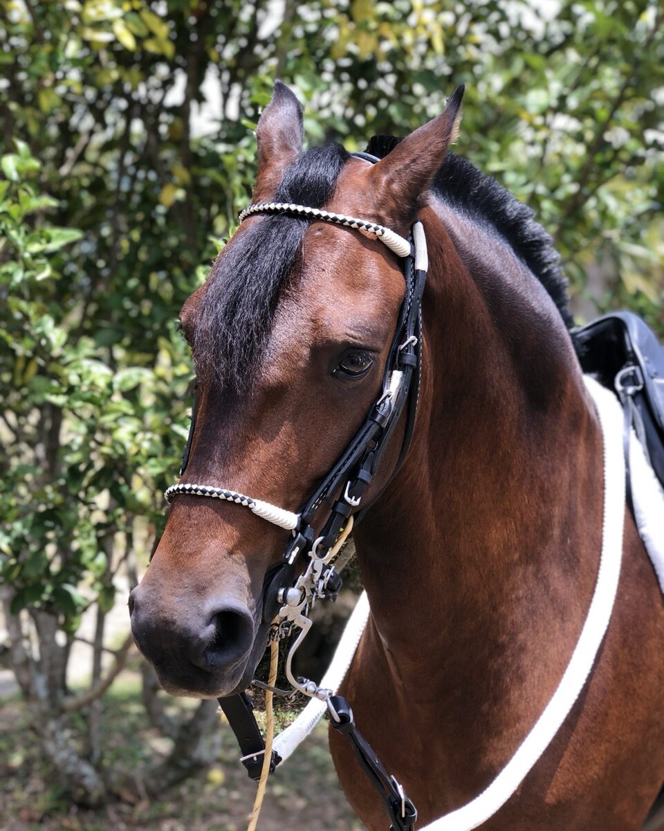 Jaquima Tejido Lomillo