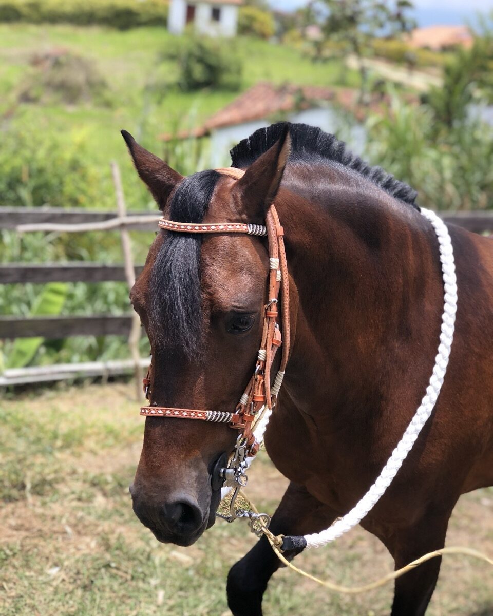 Jaquima Tejido Lomillo