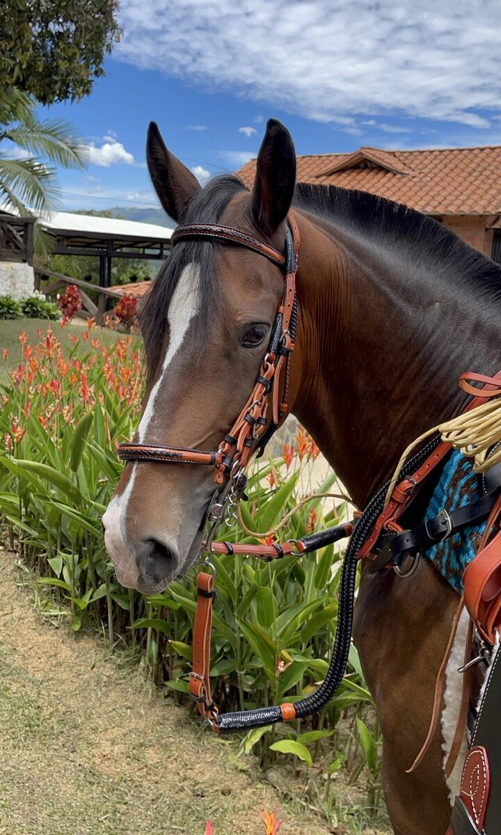 Jaquima Estilo Timbiano