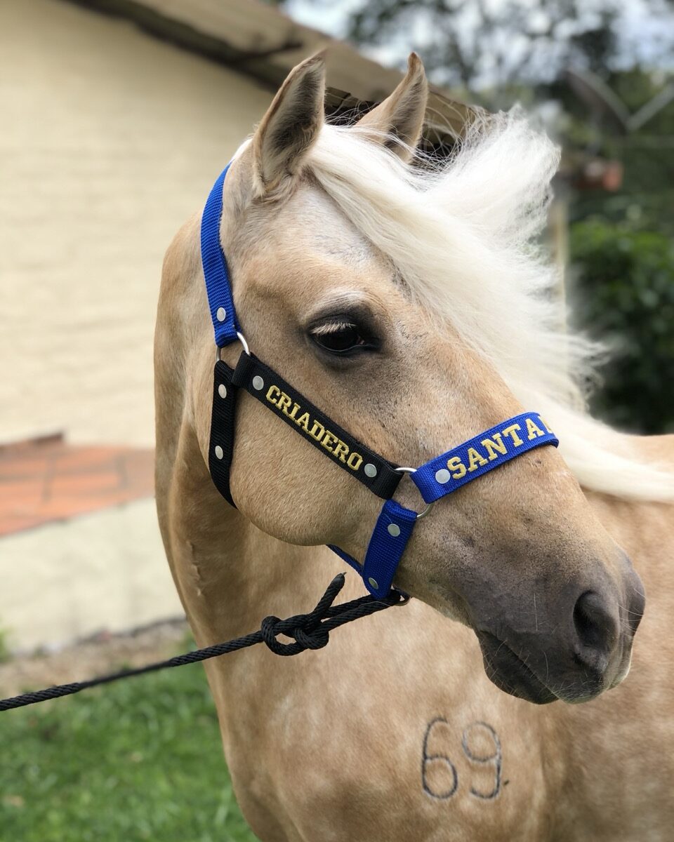 Jaquimón en Reata para Equino