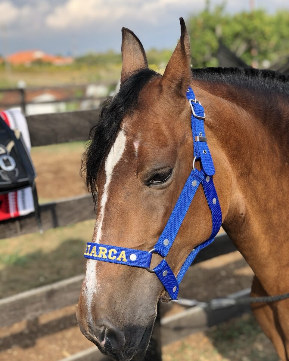 Jaquimón en Reata para Equino