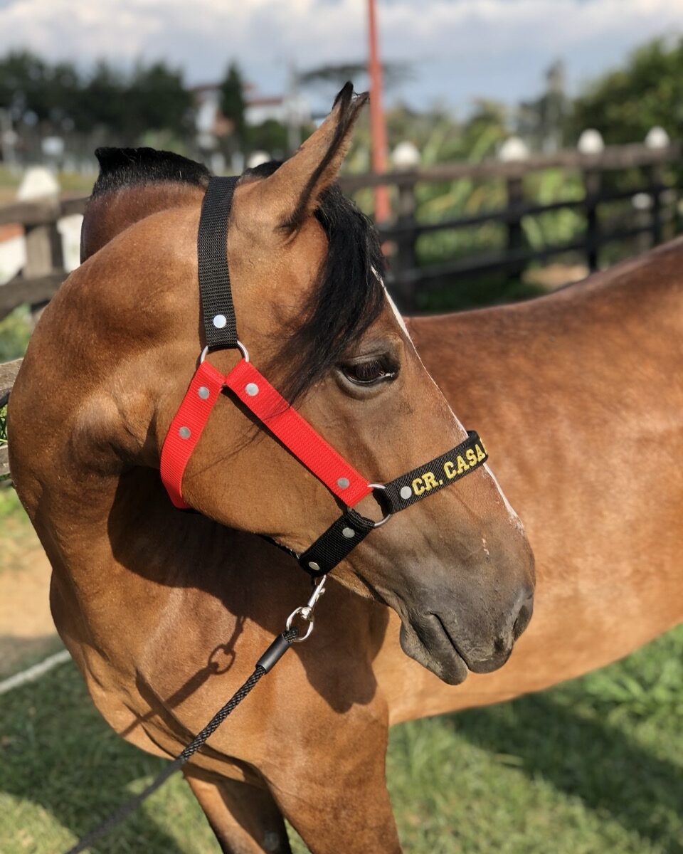 Jaquimón en Reata para Equino