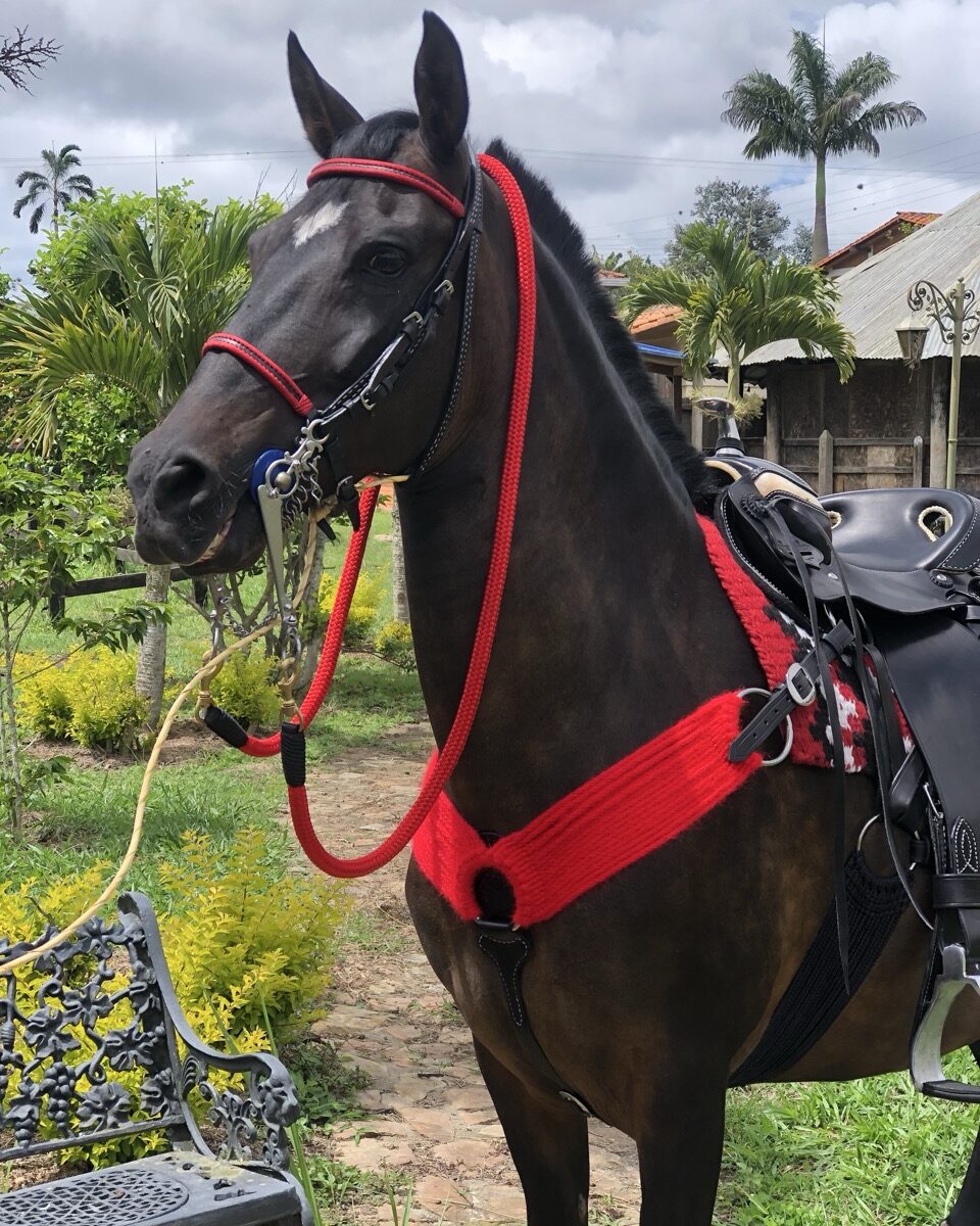 Jaquima Tejido Lomillo