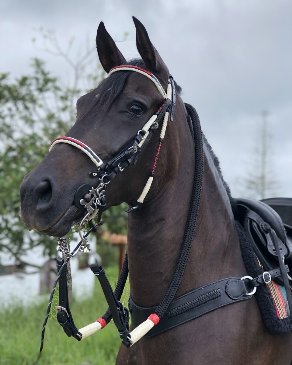 Jaquima Estilo Timbiano