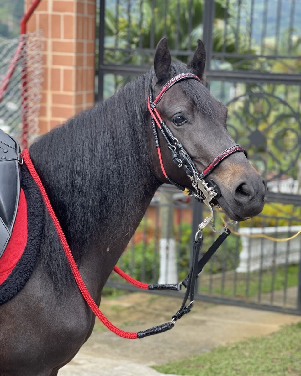 Jaquima Estilo Timbiano